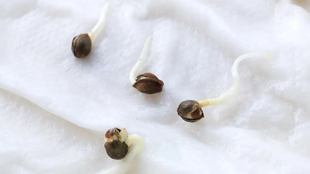 How to Germinate Seeds in Paper Towels: Your Complete Guide