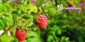 Different Varieties of Thornless Raspberry