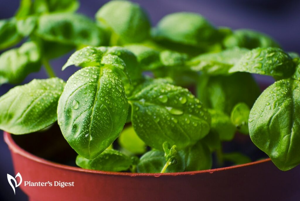 Do Ants Like Basil