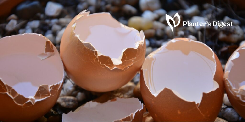 Eggshells in Compost Yay or Nay