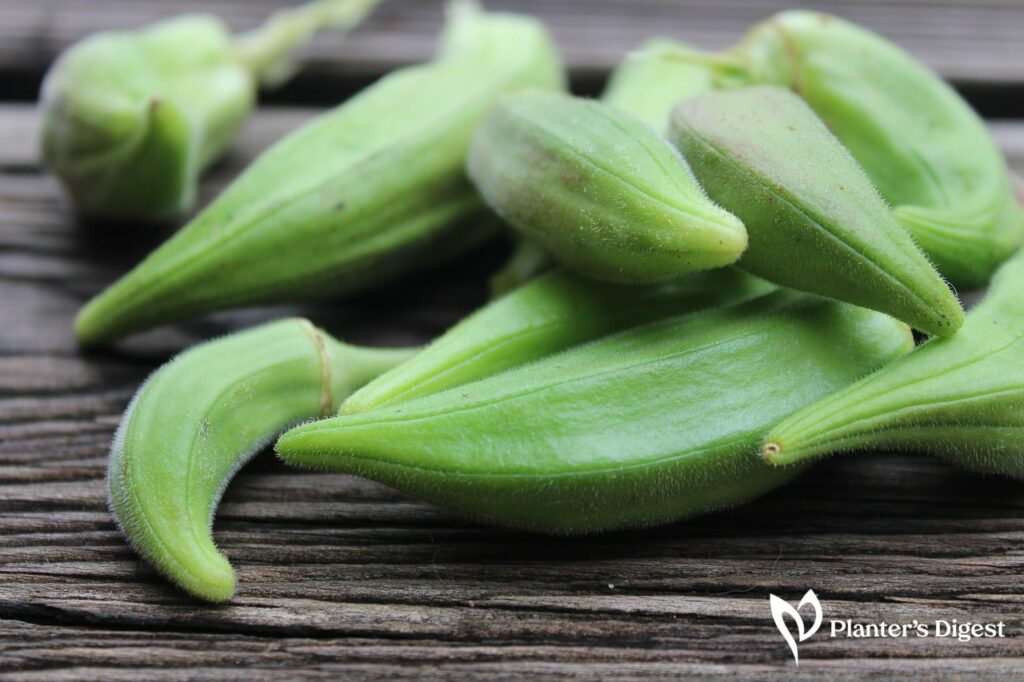 Everything You Need To Know About Okra