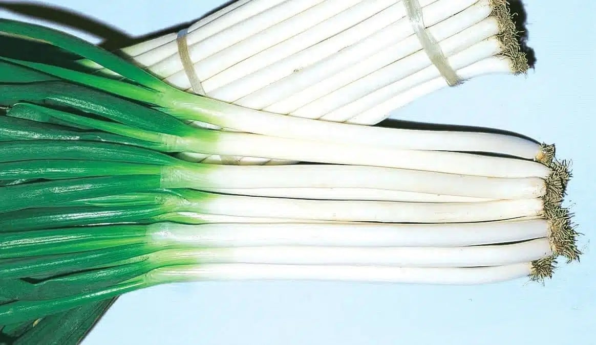 Bunching Onions: Your Guide to Picking and Growing