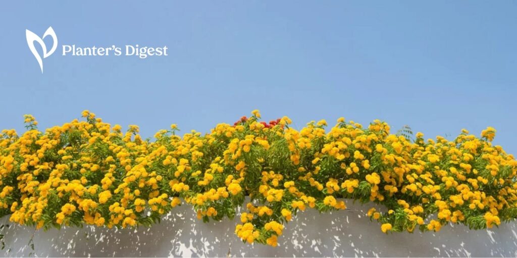 From Gardens to Living Areas 20 Charming Yellow Houseplants