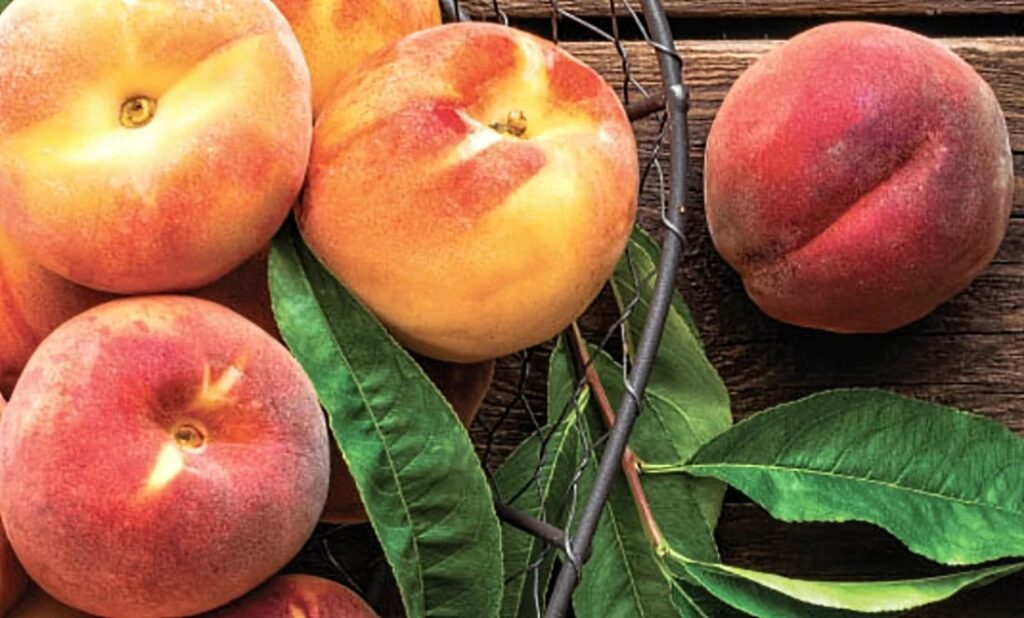 When Do Peach Trees Bear Fruit Solving the Puzzle