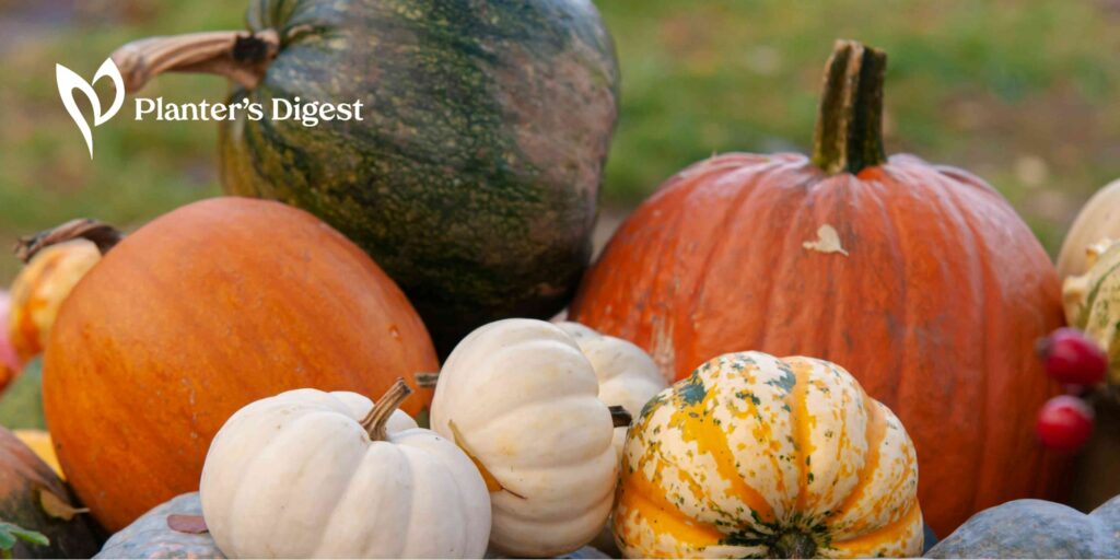 Growing Pumpkins in Containers Your Step-by-Step Guide