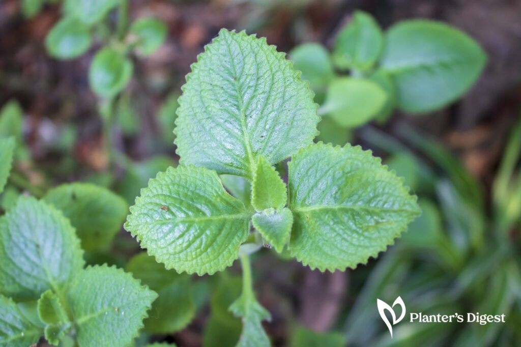 Holy Basil vs Thai Basil