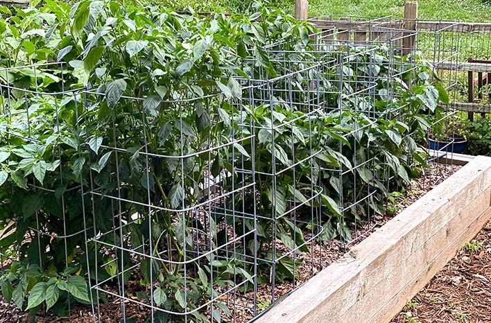 How Big Do Bell Peppers Get
