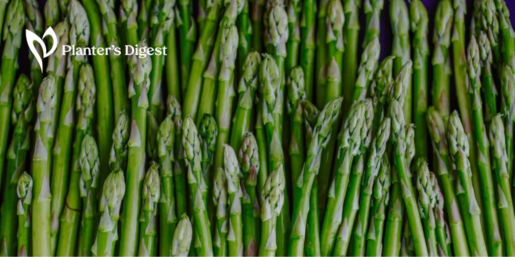 How Tall Can Asparagus Grow Everything You Need to Know
