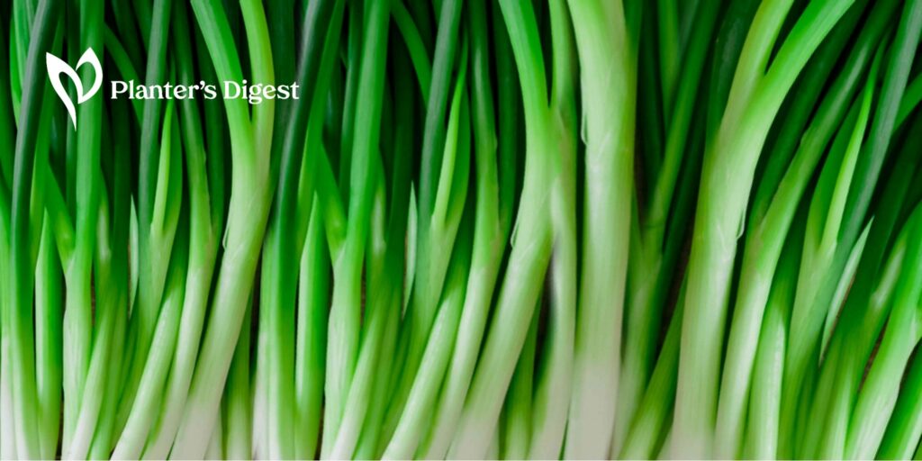 How to Cultivate and Harvest Bunching Onion