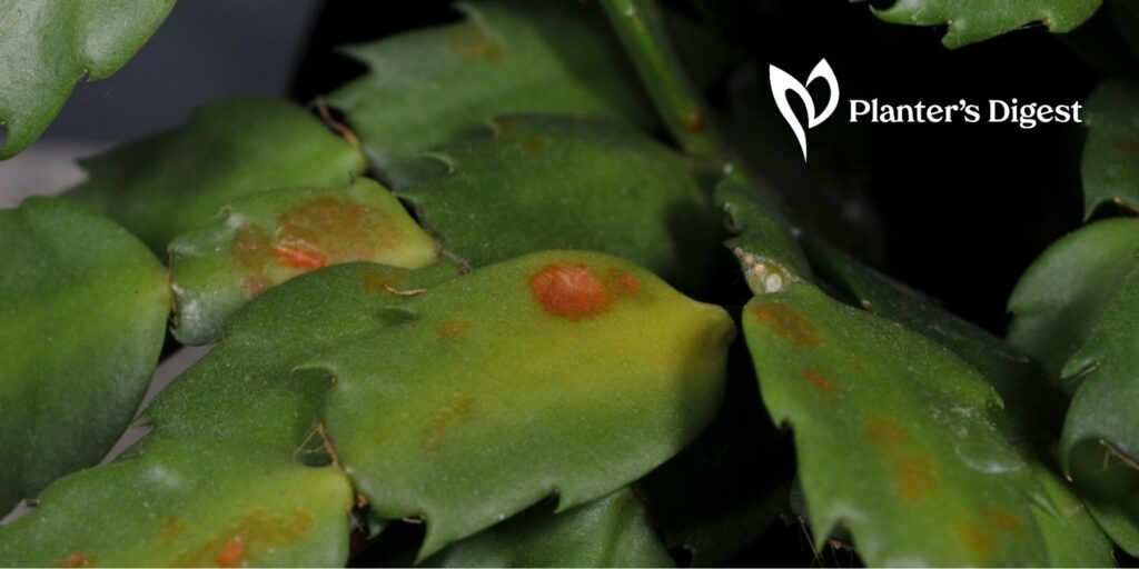 How to Deal with Rust Spots on Cacti