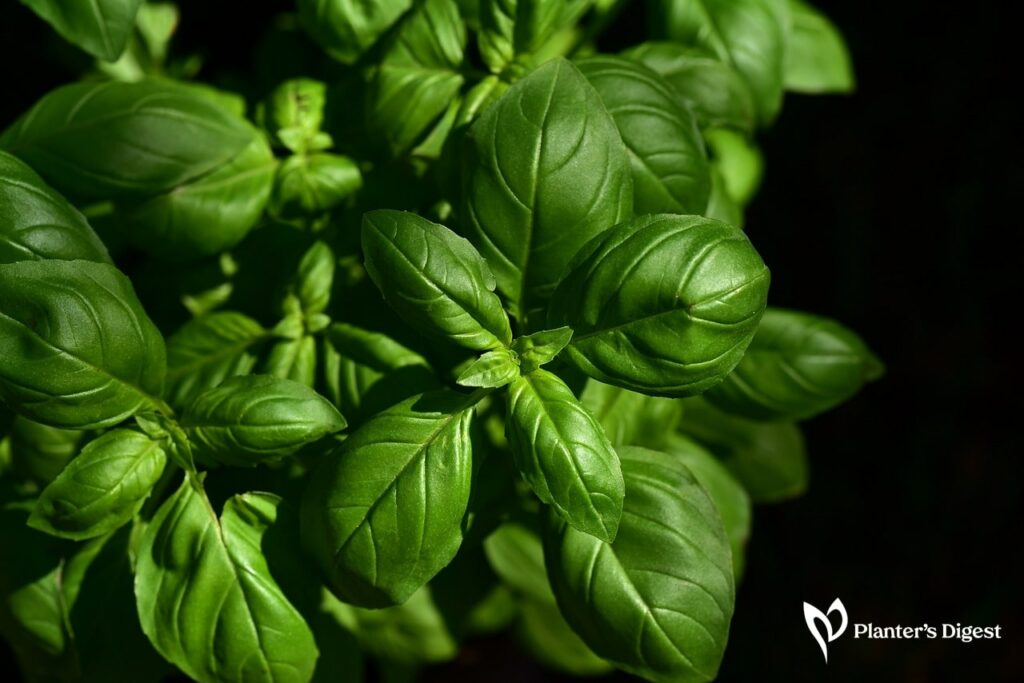 How to Fix Black Spots on Basil Leaves