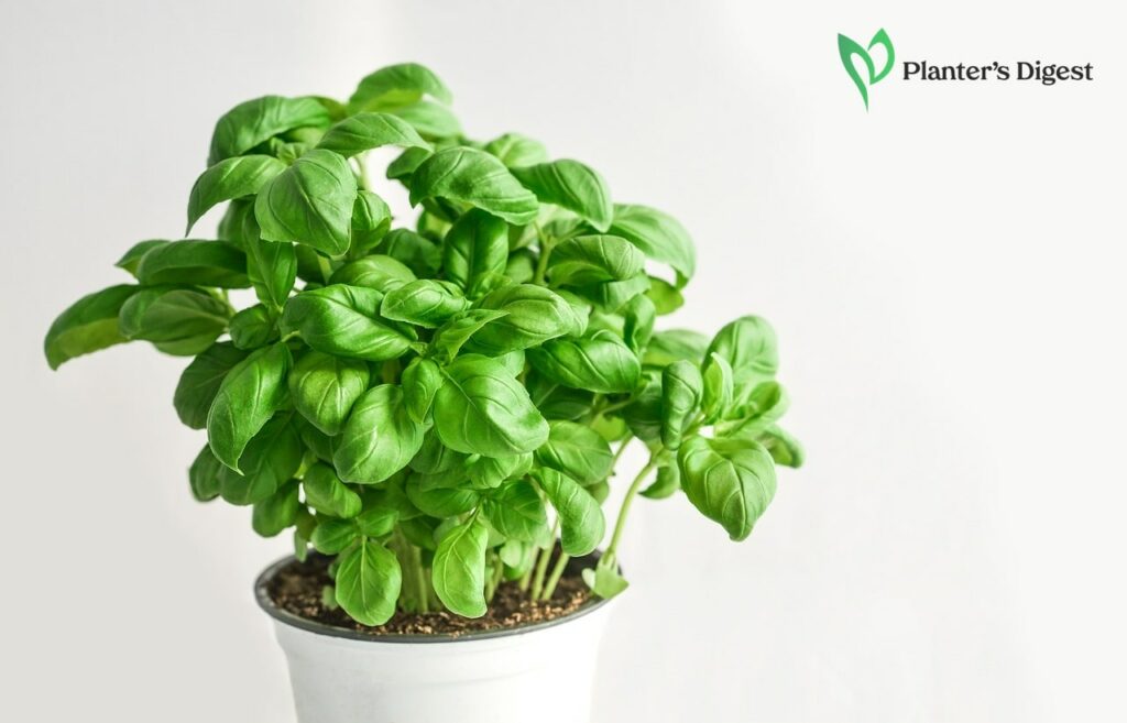 How to Fix Brown Spots on Basil Leaves