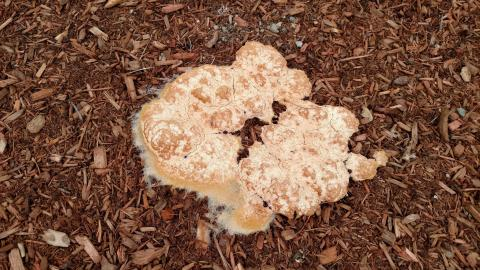 How to Fix Mold in Mulch