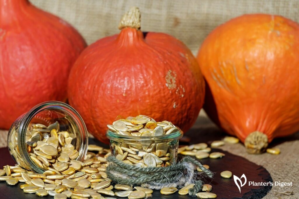 How to Germinate Pumpkin Seed