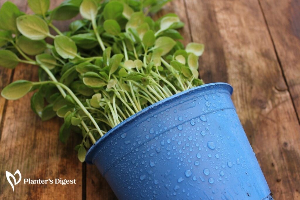 How to Grow Basil from Cuttings An Easy Guide