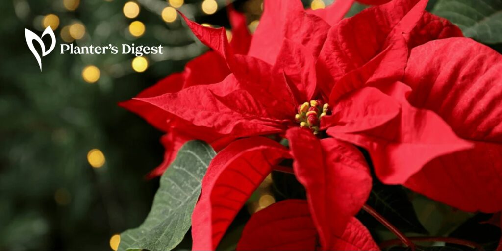 How to Grow Beautiful Poinsettia Plants