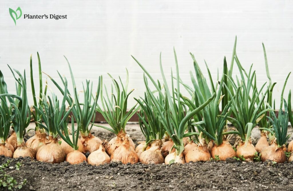 How to Grow Onions from Sprouts