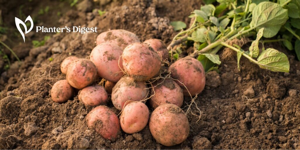 How to Grow Potatoes in Winter