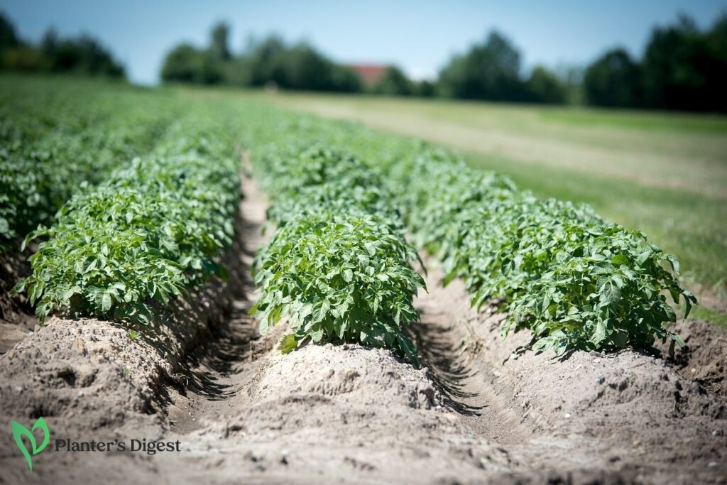 How to Plant Potatoes for Greater Harvest