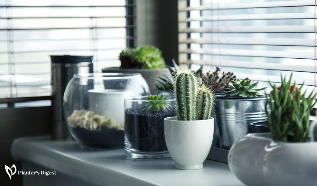 Low Maintenance Cacti and Succulents