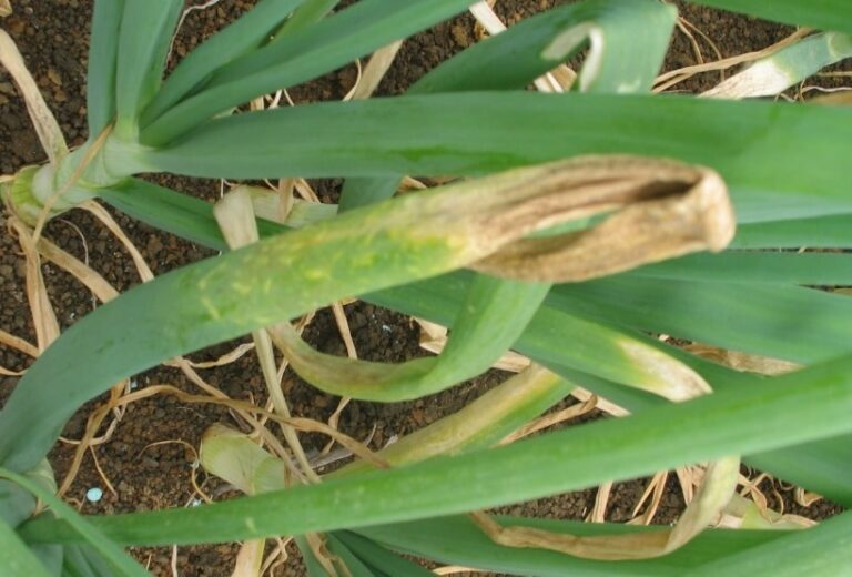 Bunching Onions: Your Guide to Picking and Growing