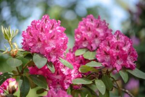 Rhododendron (Rhododendron spp.)