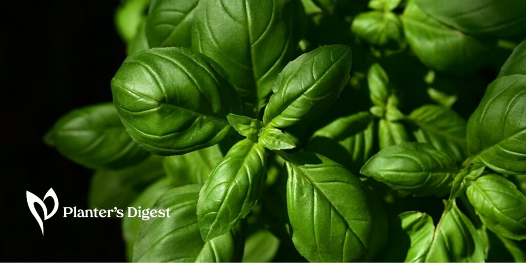 Understanding Basil Scents