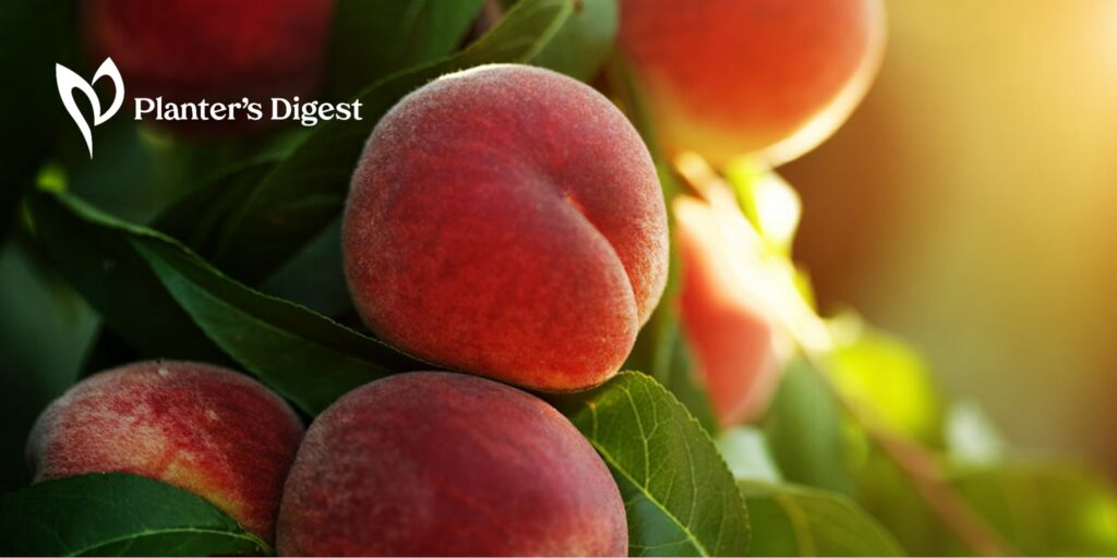 When Does A Peach Tree Bear Fruit