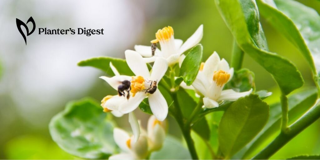 When Does Lemon Tree Bloom