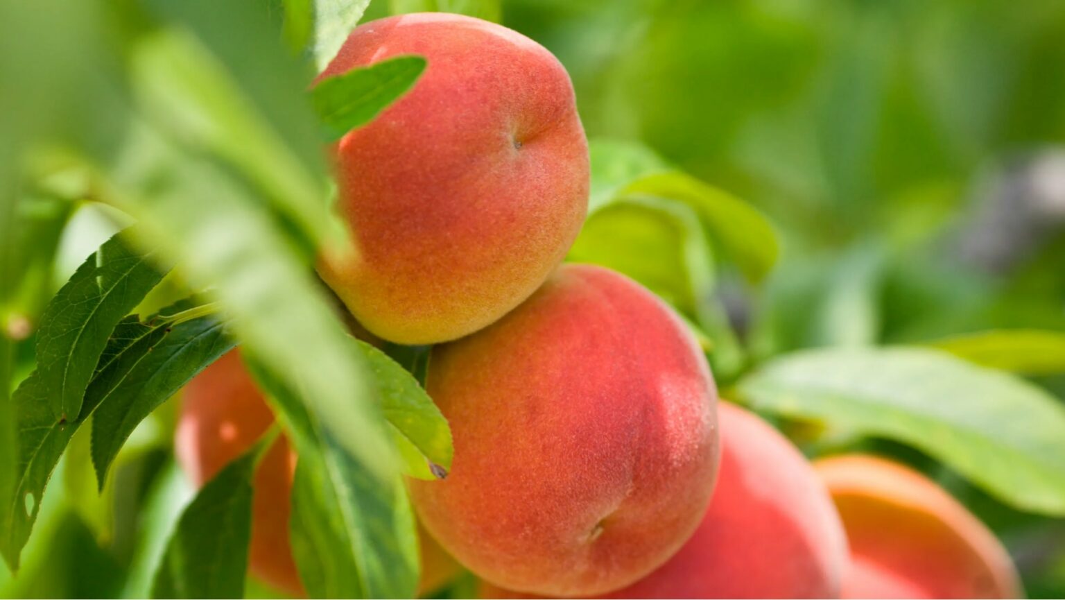 When Does The Peach Tree Bear Fruit