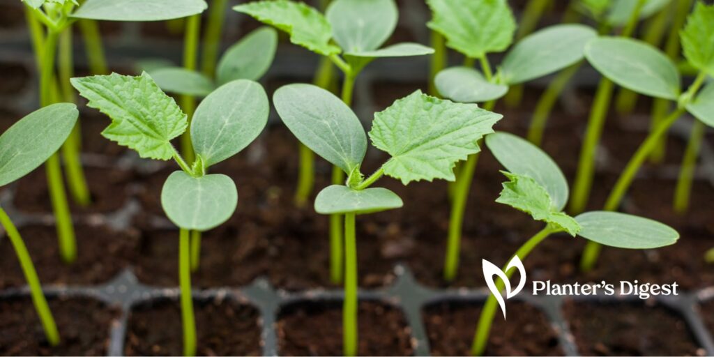 When to Transplant Cucumber Seedlings