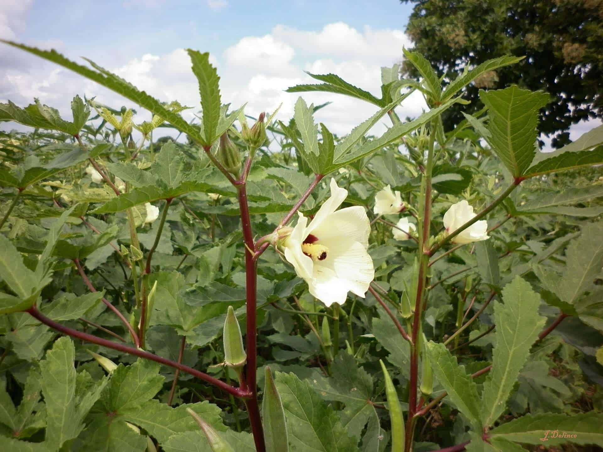 Farm to Table: A Comprehensive Guide to Okra Plants