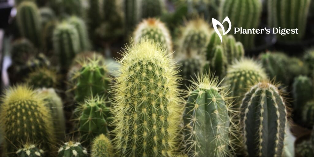 Why Are My Cactus Plants Turn Red 10 Reasons and Solutions
