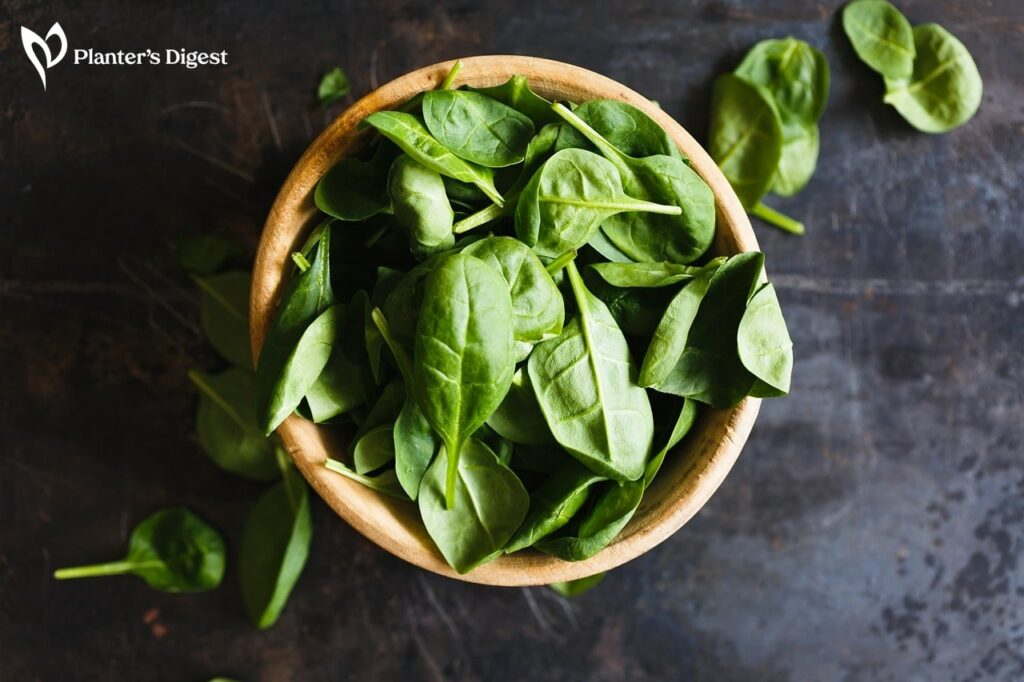 Why Basil Leaves so Small