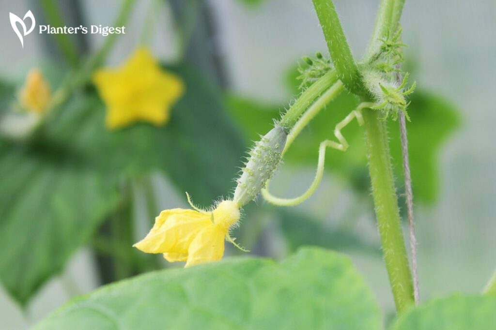 Why Cucumber Leaves Turning White