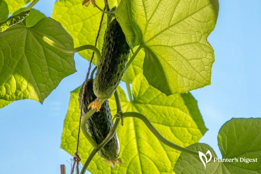 Why Cucumber Leaves Turning Yellow