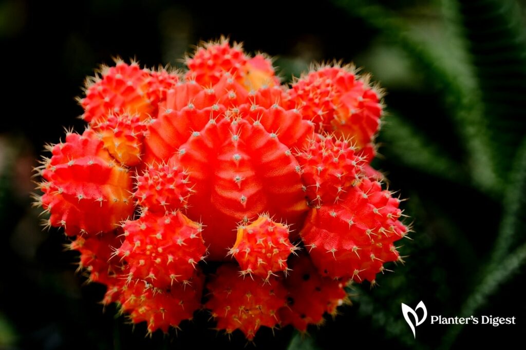 Why Moon Cactus Colors Fade Causes and Solutions