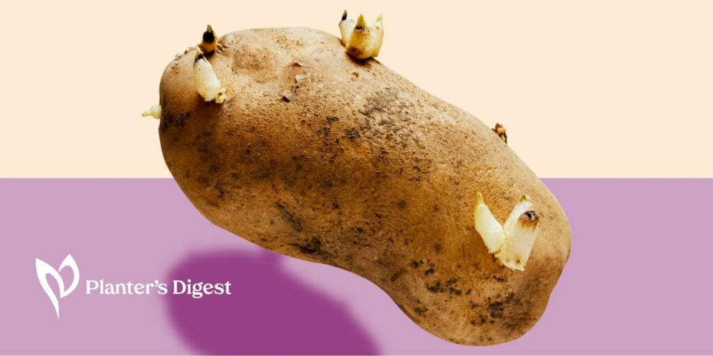 Why Potatoes Sprout
