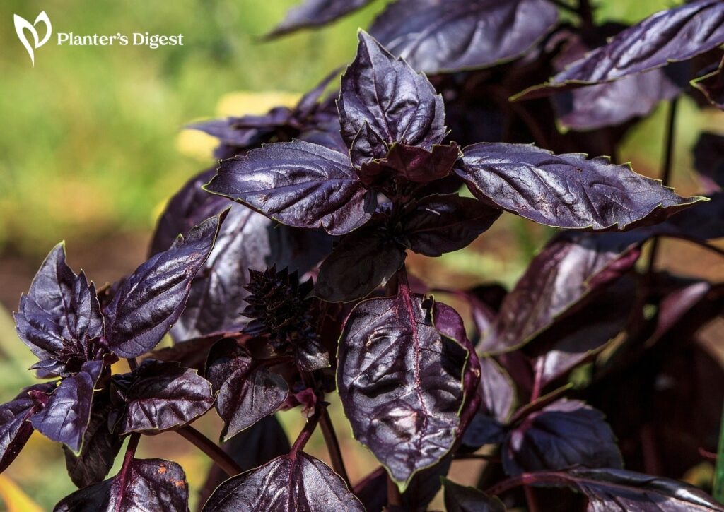 Why Purple Basil Turning Green