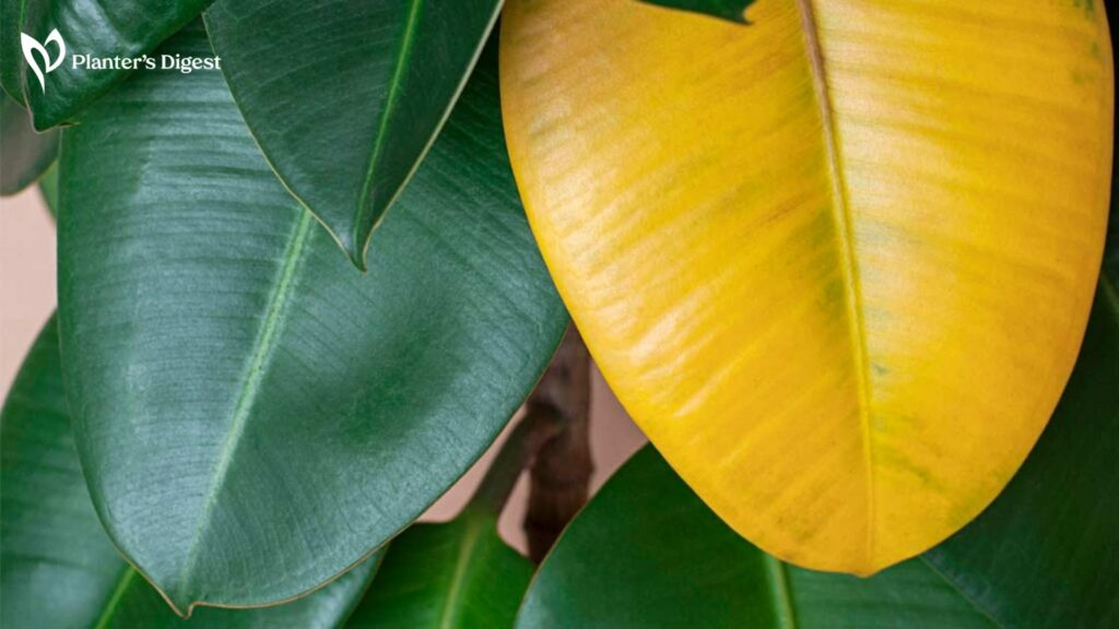 Why Seedling Leaves Turning Yellow