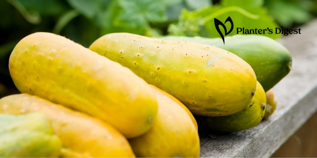 Why Your Cucumbers Are Turning Yellow 9 Causes and Fixes