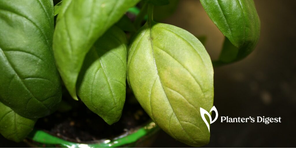 Why are My Basil Leaves Turning Yellow - 10 Causes and Fixes