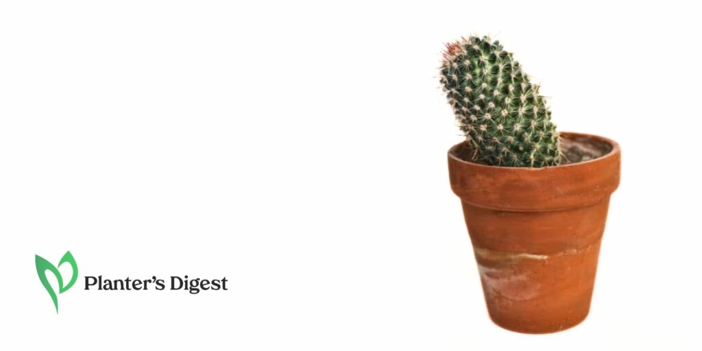 Why is My Cactus Leaning 8 Reasons and Solutions