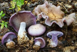 Wood Blewit (Lepista nuda)