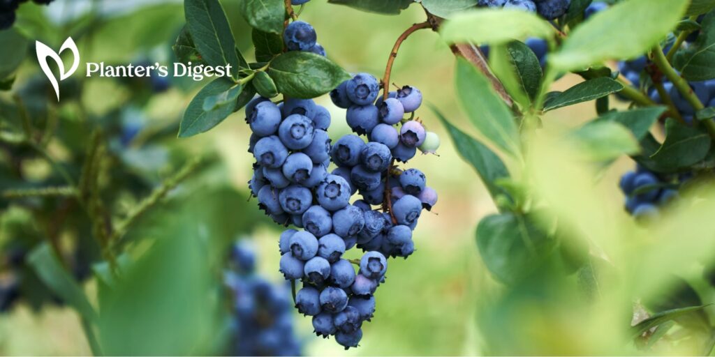 Your Primer on Blueberry Bushes