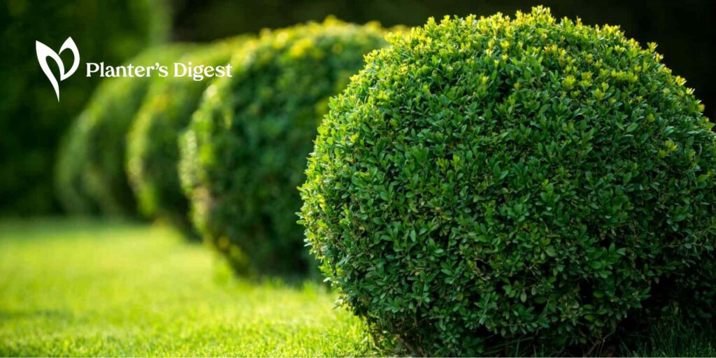 Zone 5 Evergreen Shrubs