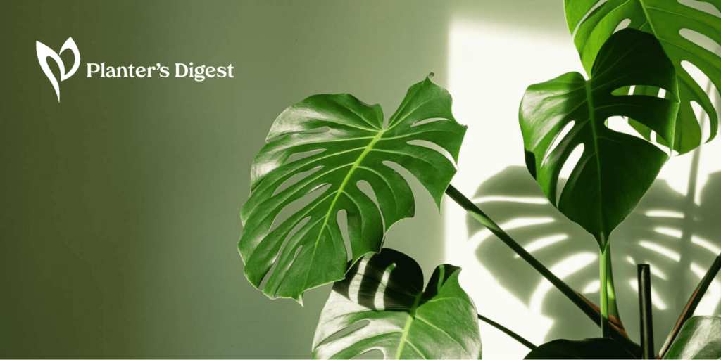 25 Aesthetic Plants to Keep Your Home Stylish