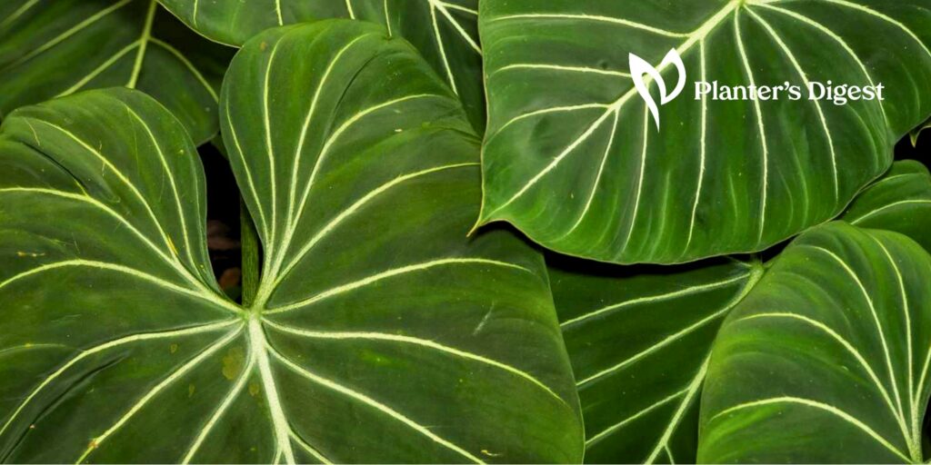 25 Striking Large-Leaf Houseplants to Transform Your Space