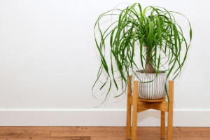 Ponytail Palm
