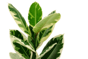 Rubber Plant